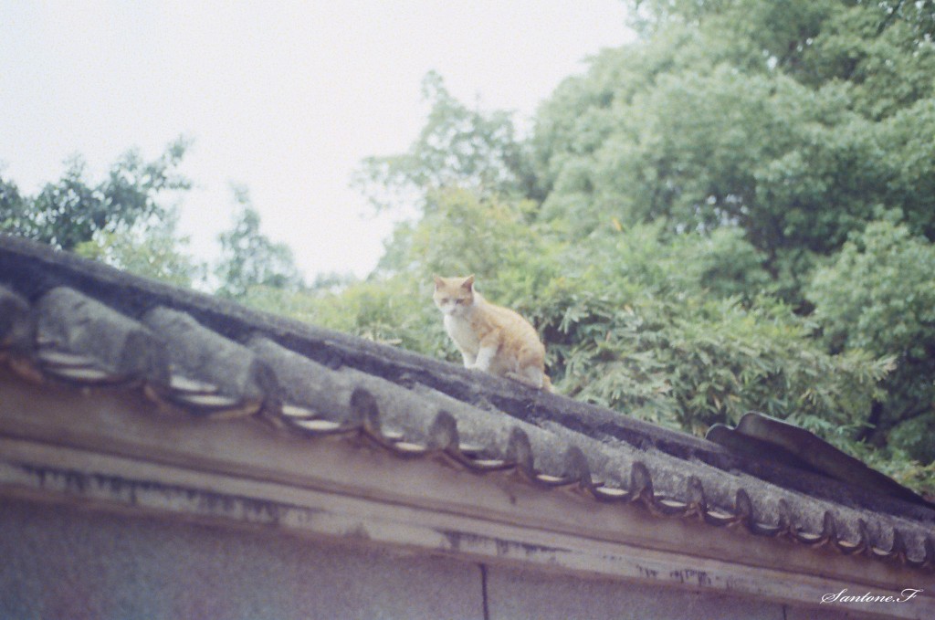 同二妹子的春游记