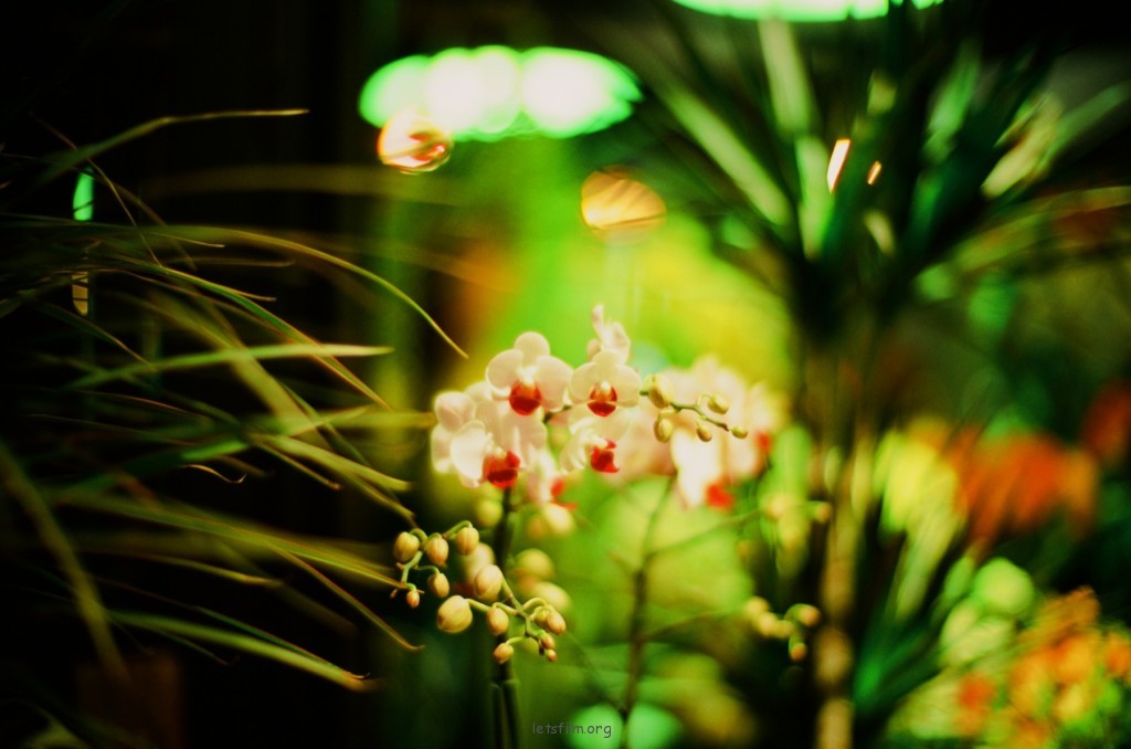 FUJICHROME Fortia50 