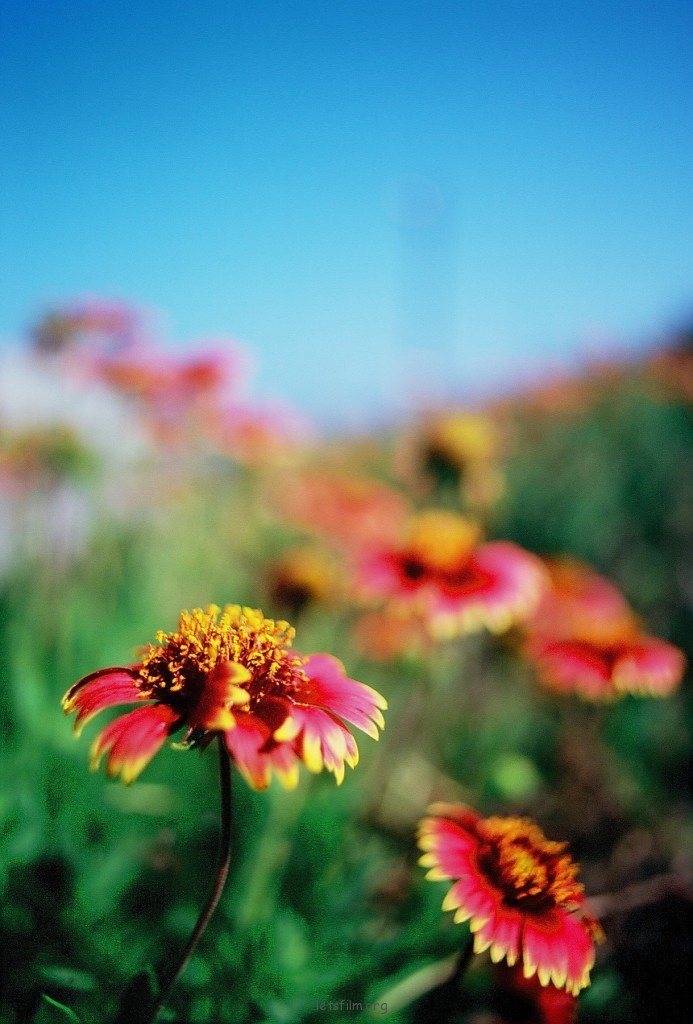 FUJICHROME Fortia50 