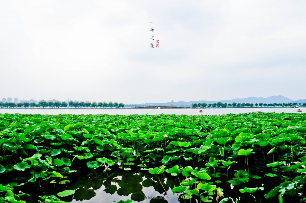 一生之花