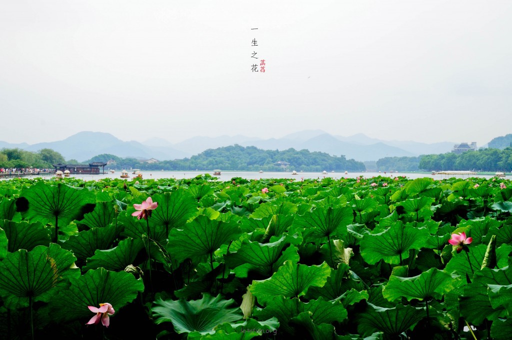 一生之花