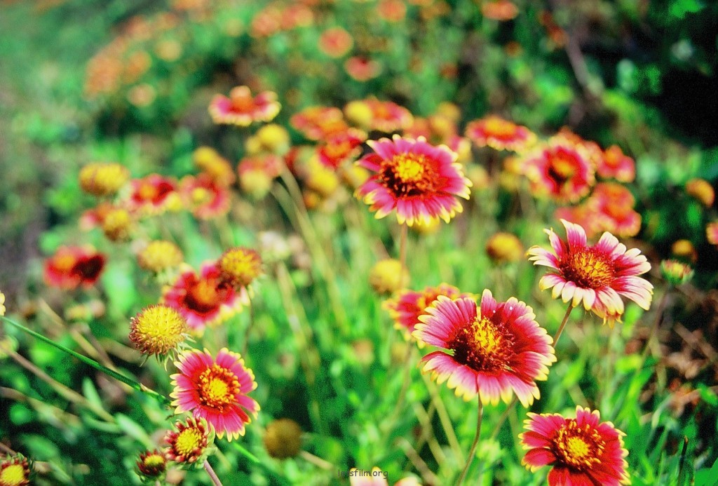 FUJICHROME Fortia50 