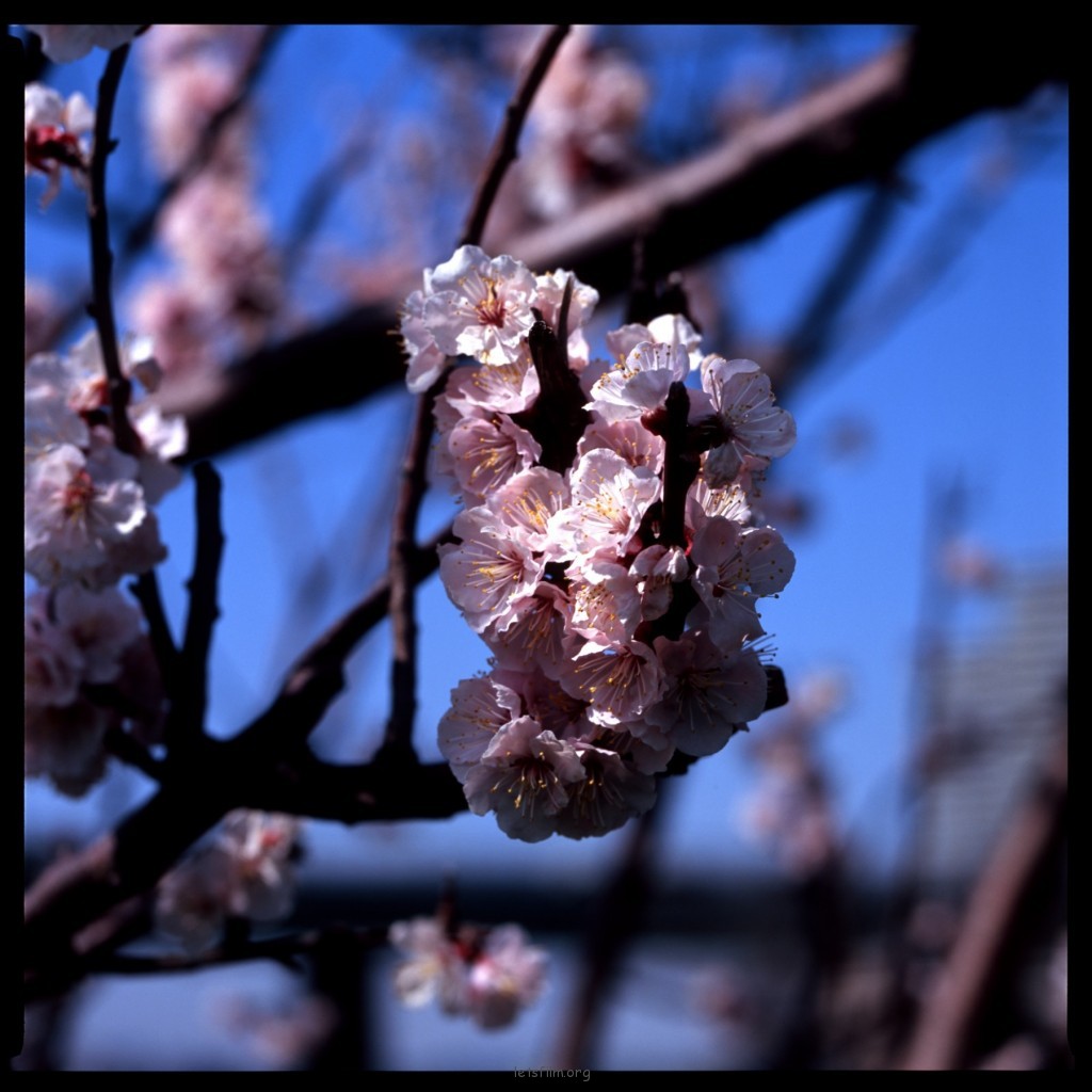 FUJICHROME Fortia50 