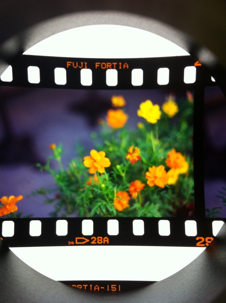 FUJICHROME Fortia50 