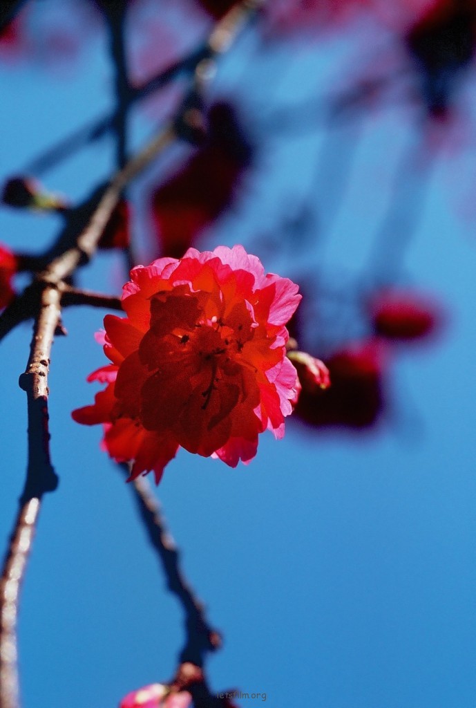 FUJICHROME Fortia50 
