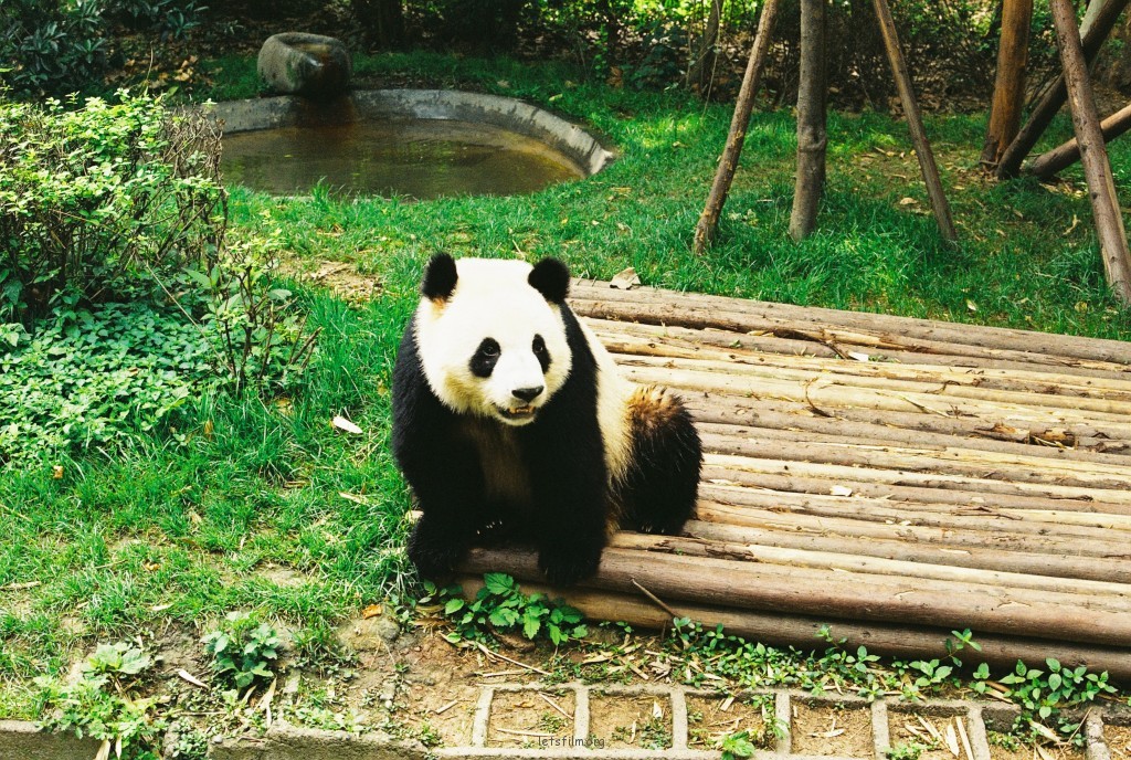 重慶—一個來了就不想走的城市