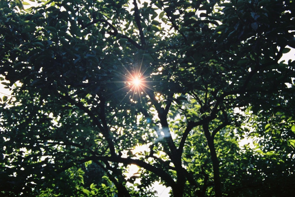 Lazy Day/夏。游记