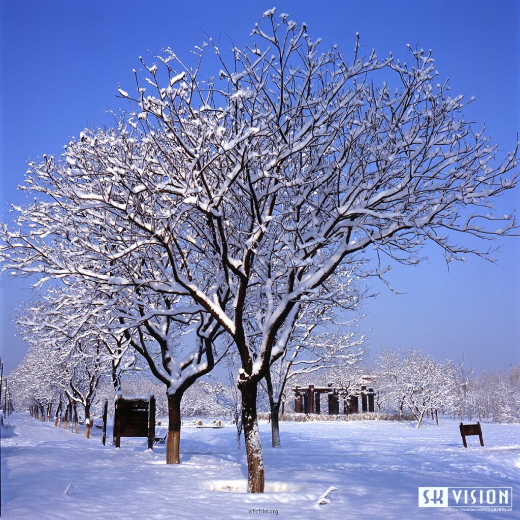春雪