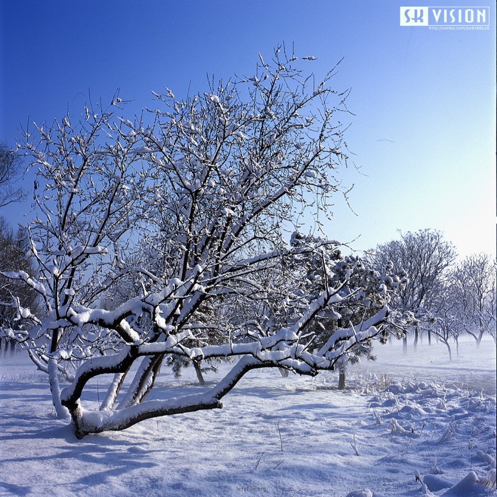 春雪