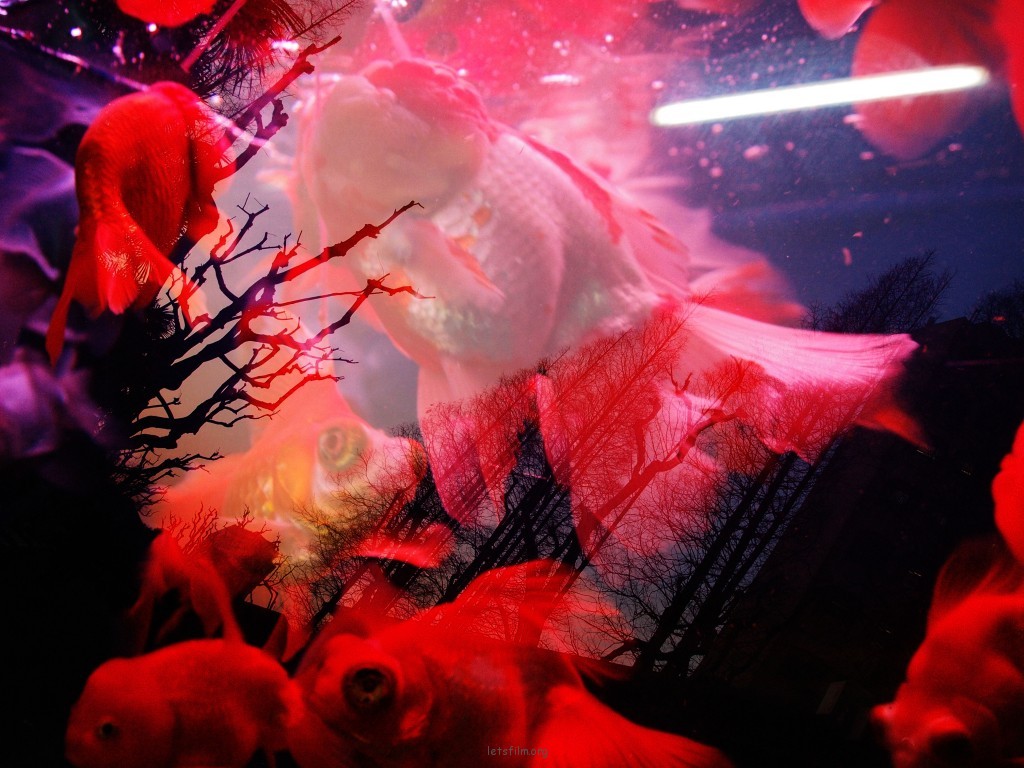 金魚花火