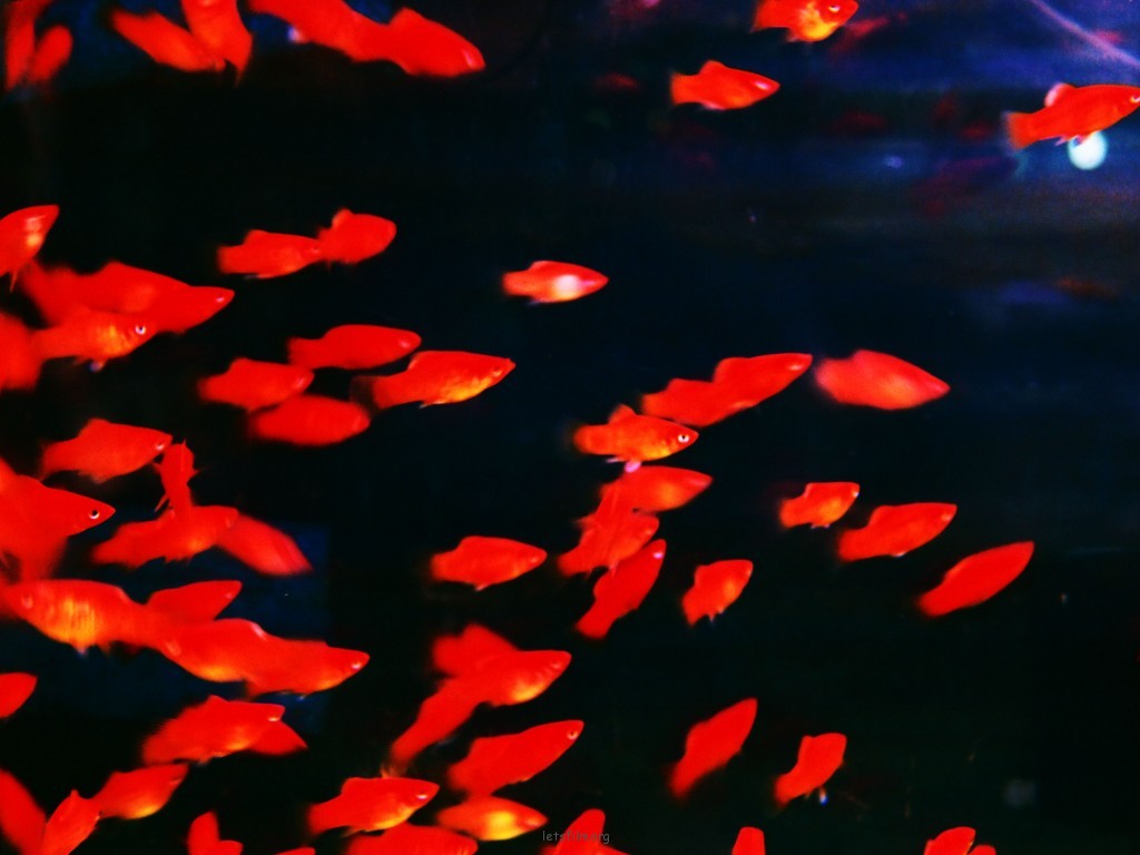 金魚花火