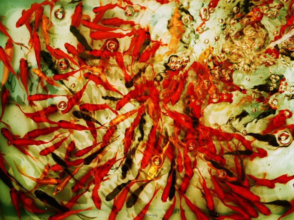 金魚花火