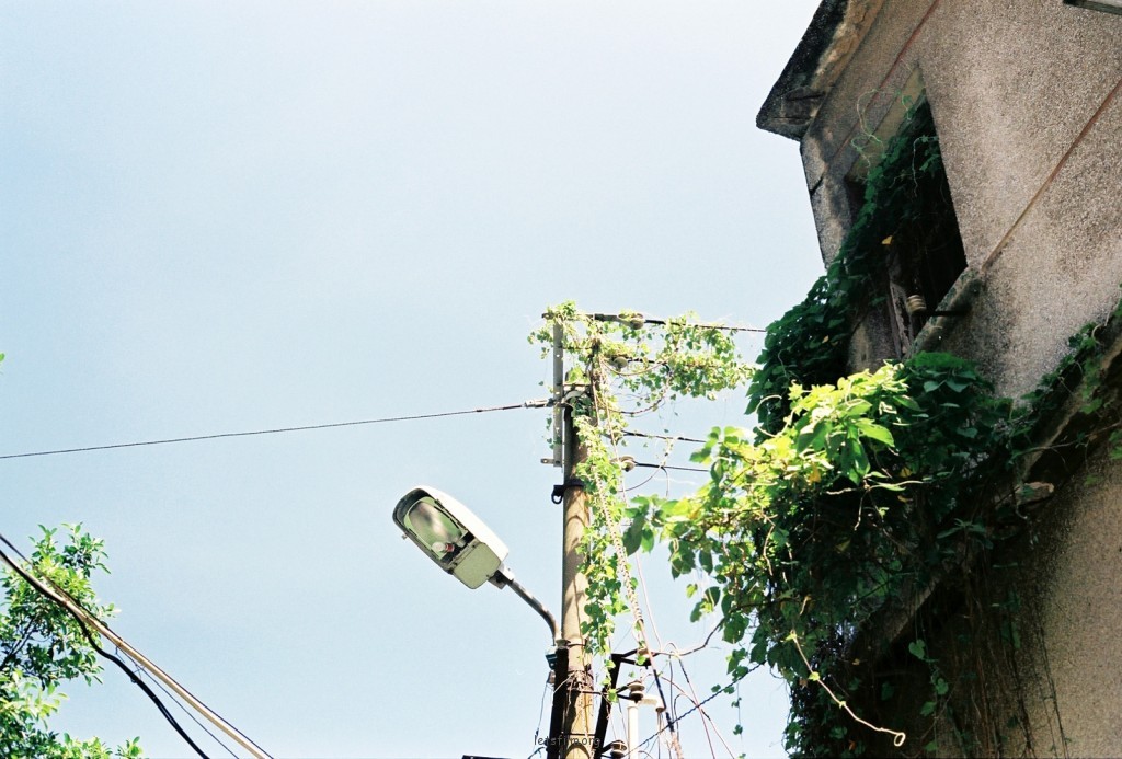 恋夏