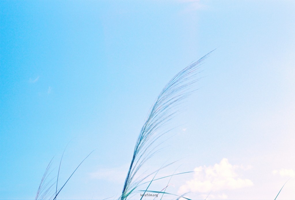 恋夏