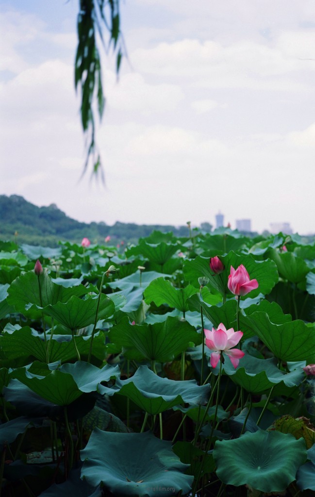 西湖的荷