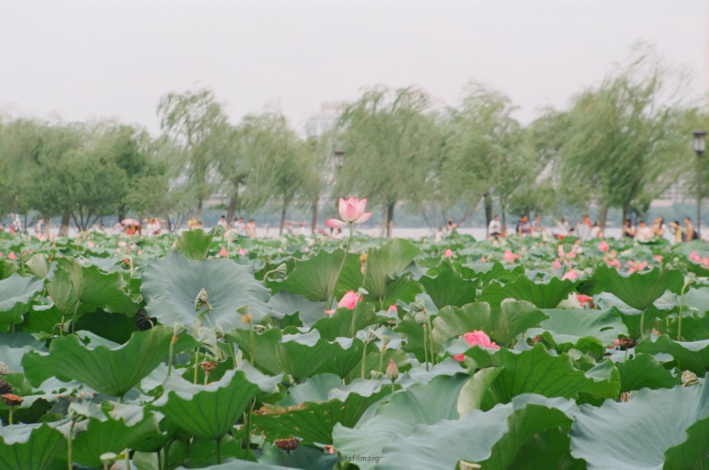 西湖的荷