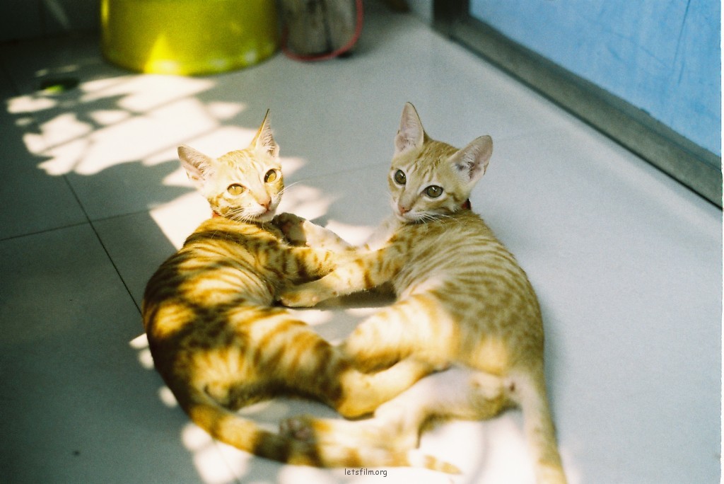私房猫