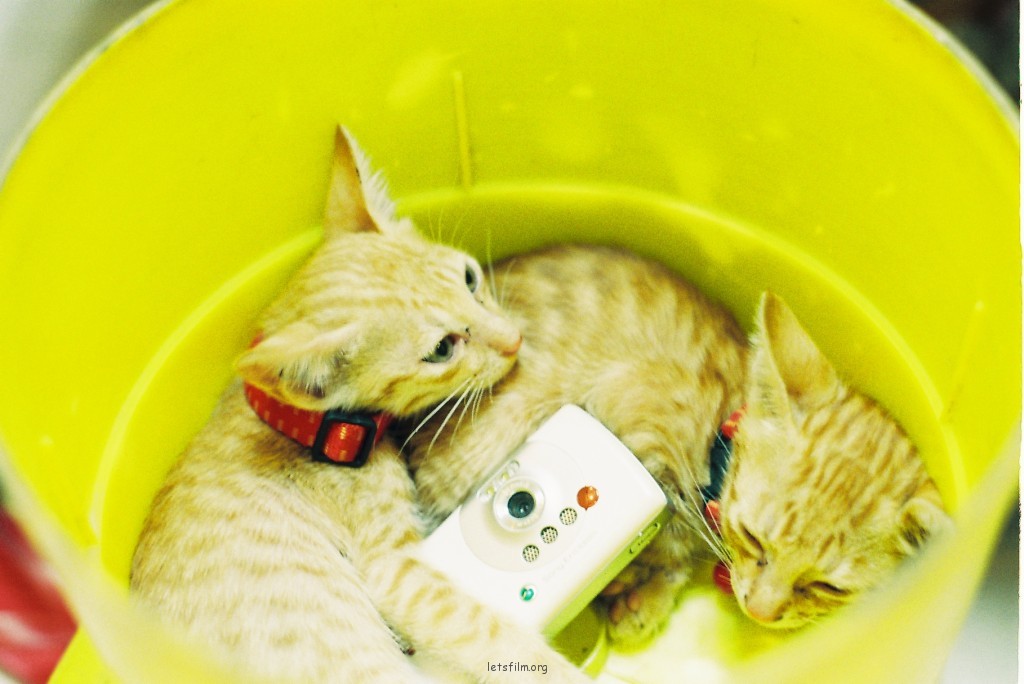 私房猫
