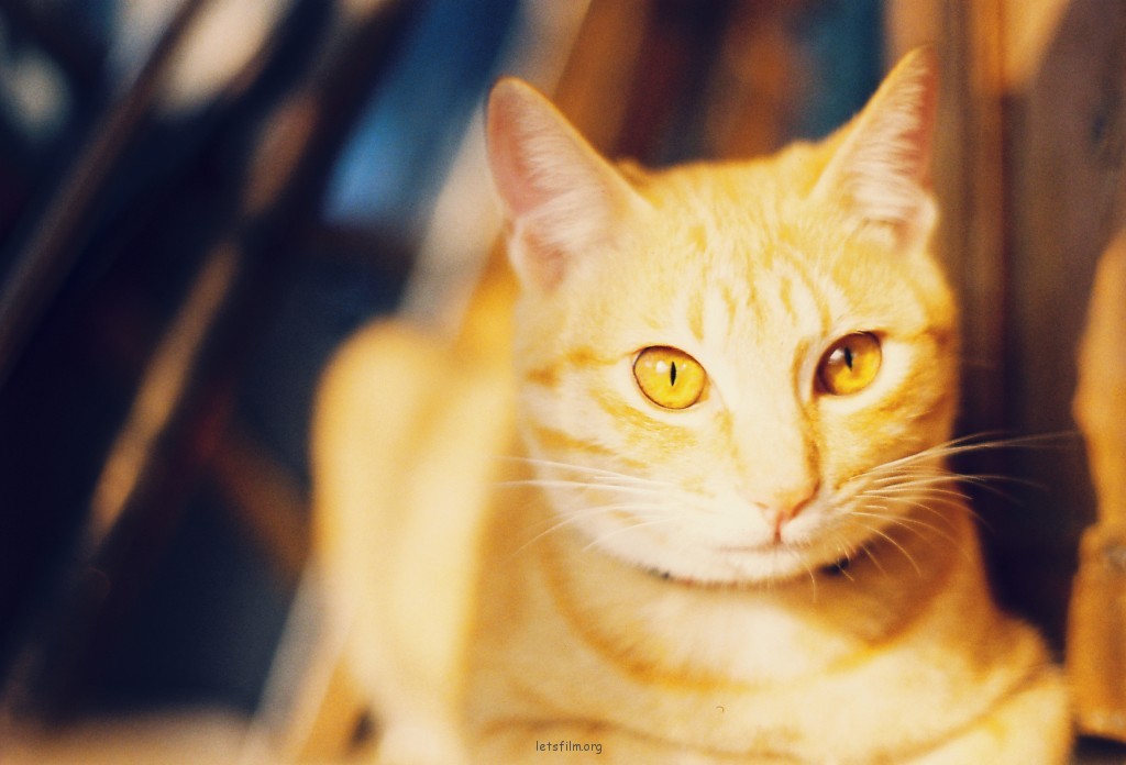私房猫