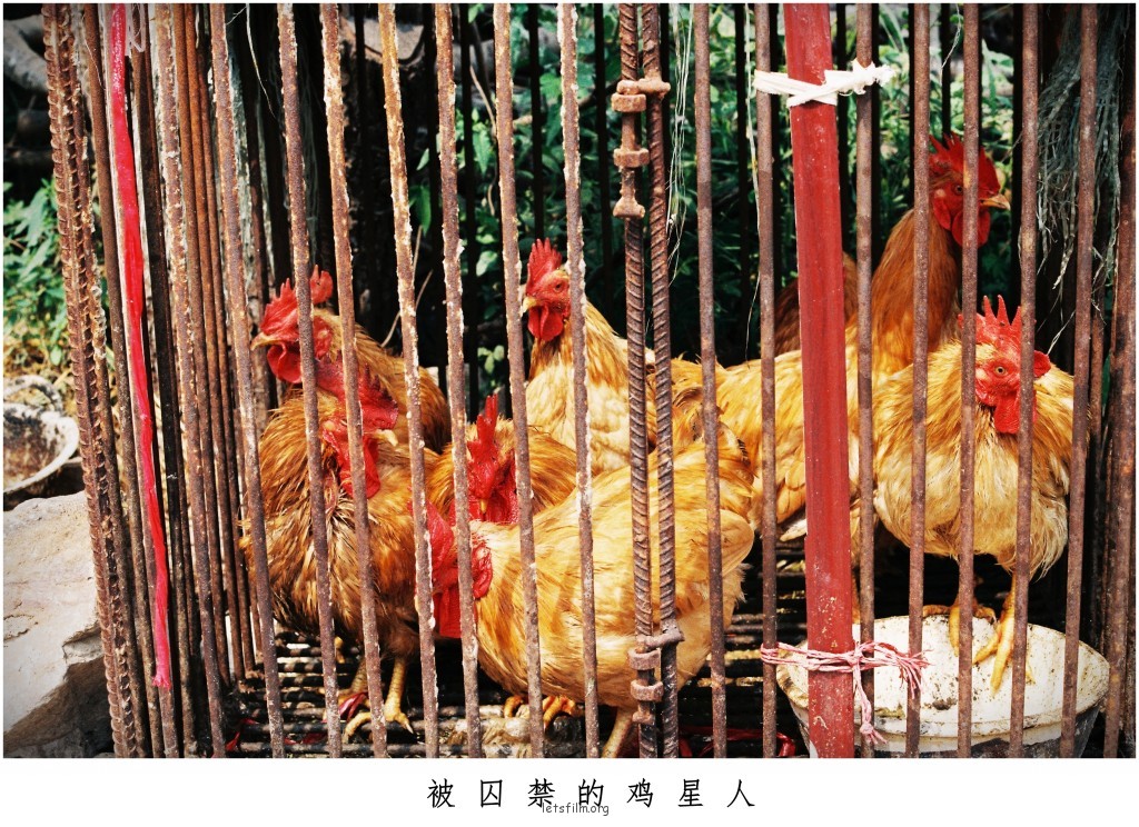 镜头中神态自若的小伙伴们