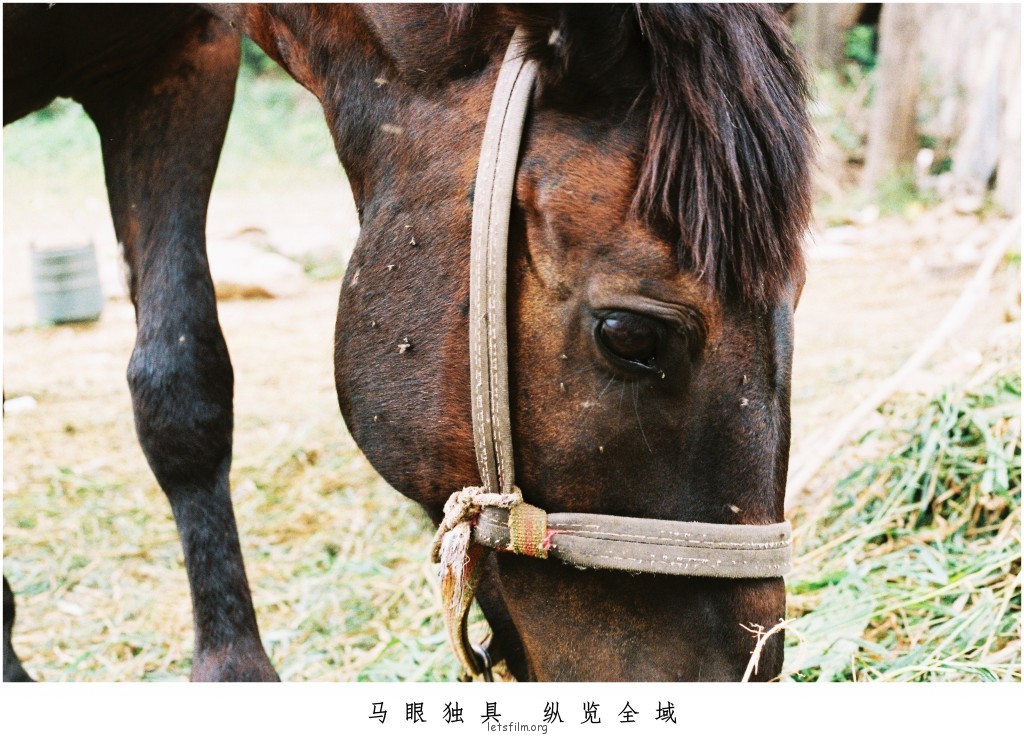 镜头中神态自若的小伙伴们