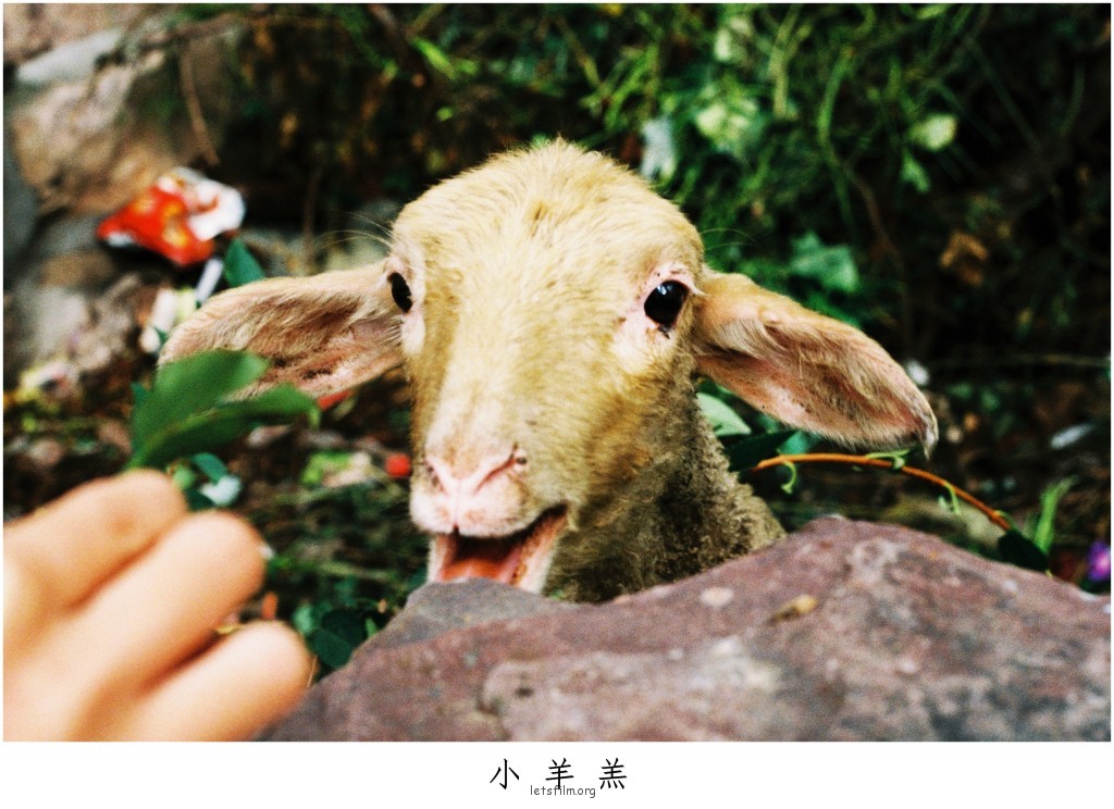 镜头中神态自若的小伙伴们