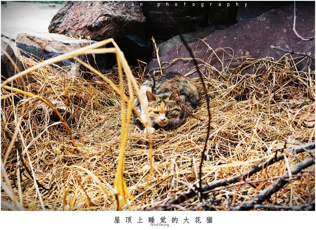 镜头中神态自若的小伙伴们
