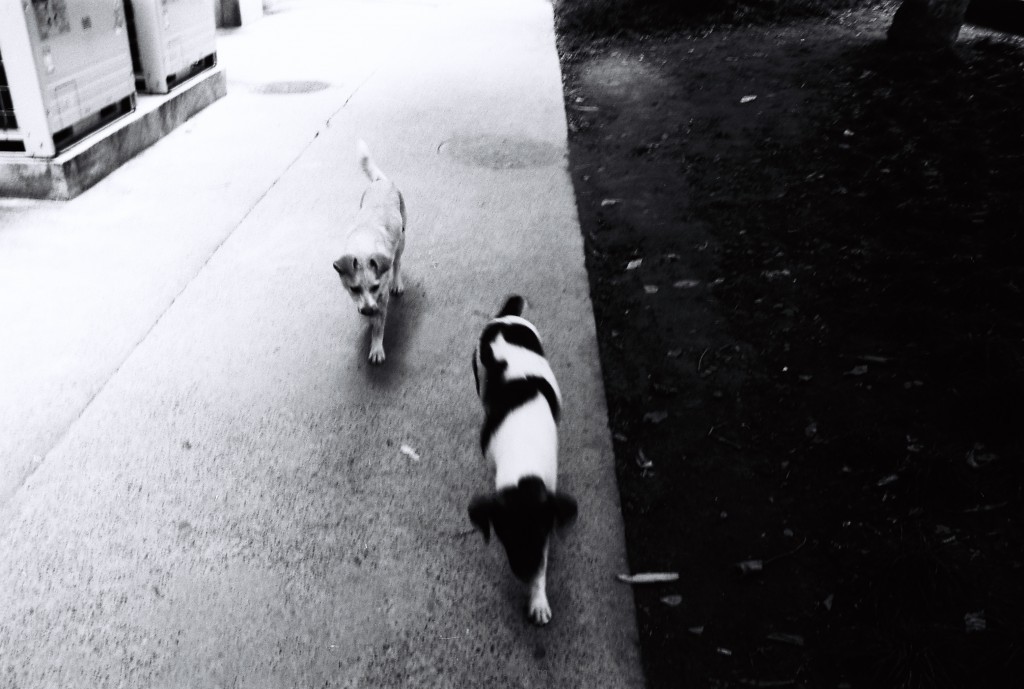 black&white_ecnu