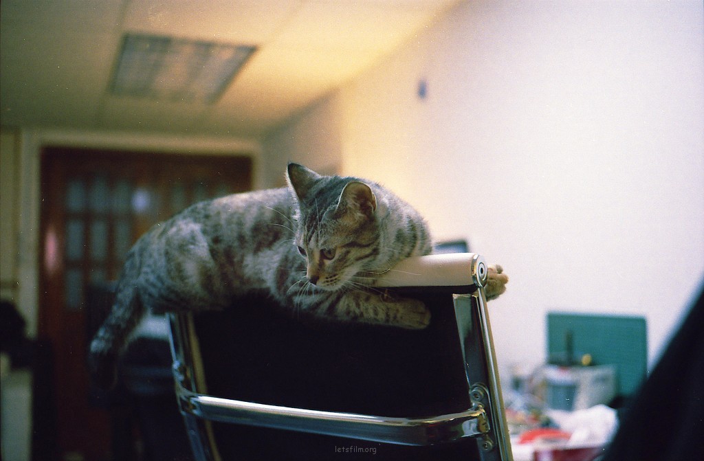 男人的猫