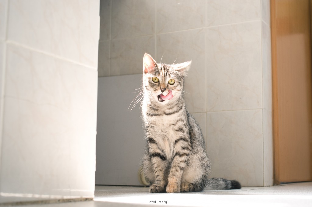 男人的猫