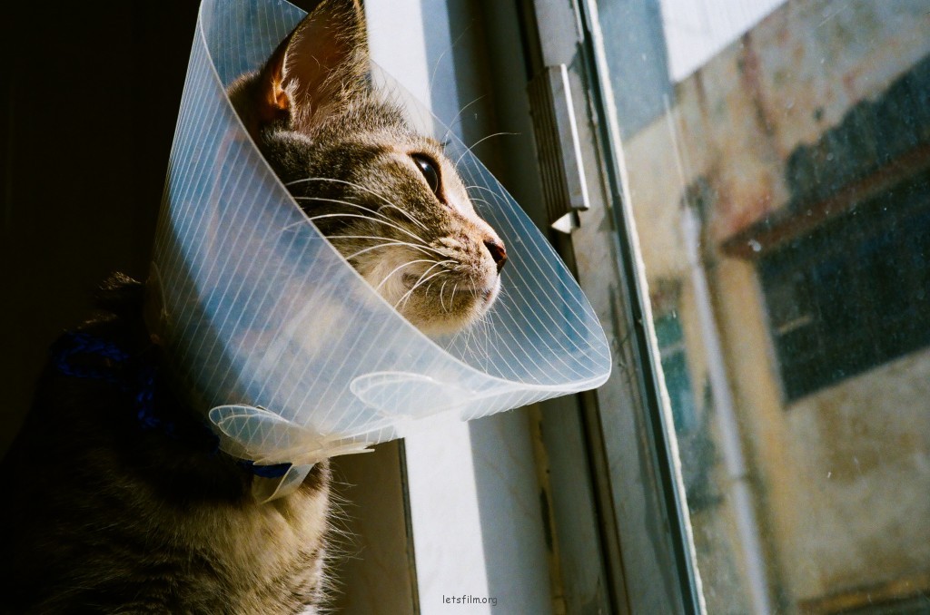 男人的猫