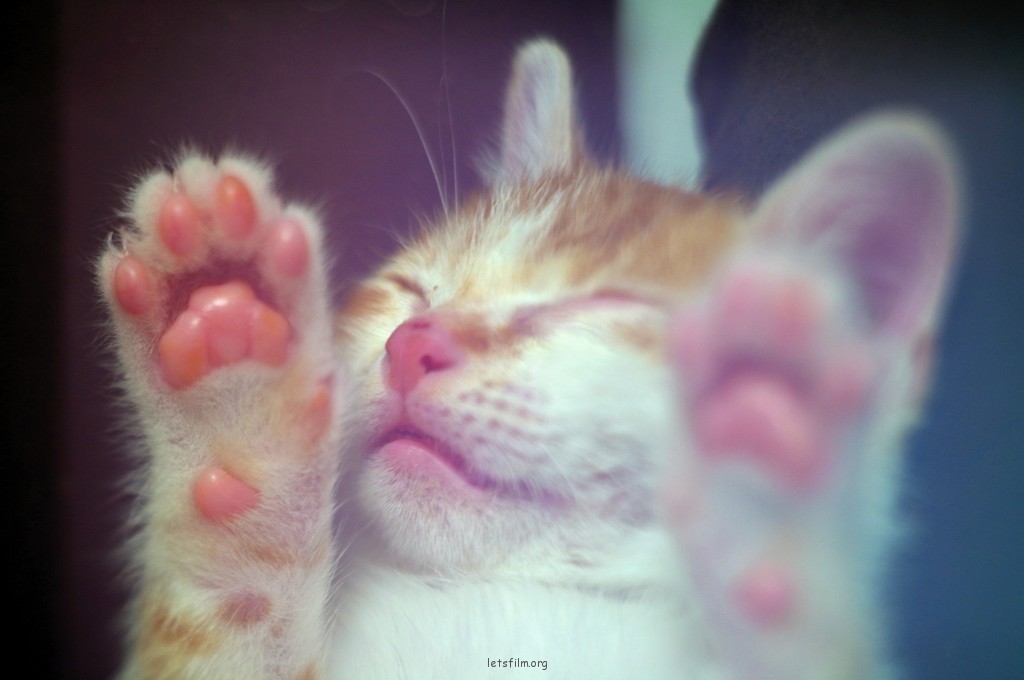 男人的猫