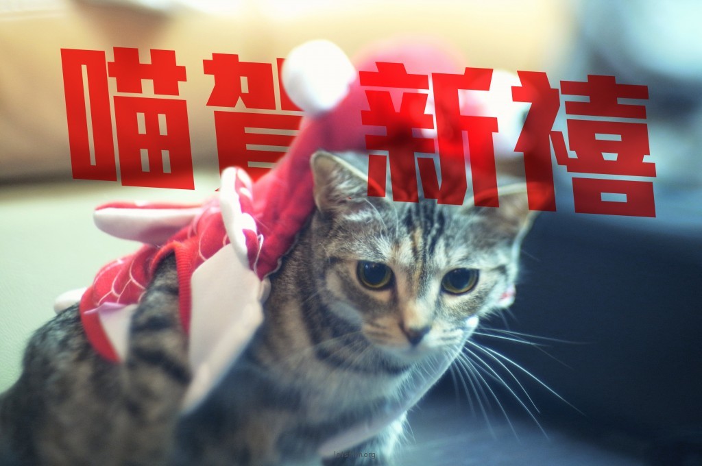 男人的猫