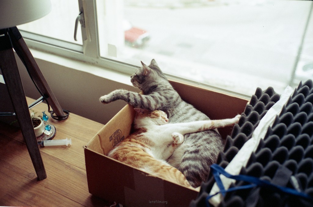 男人的猫