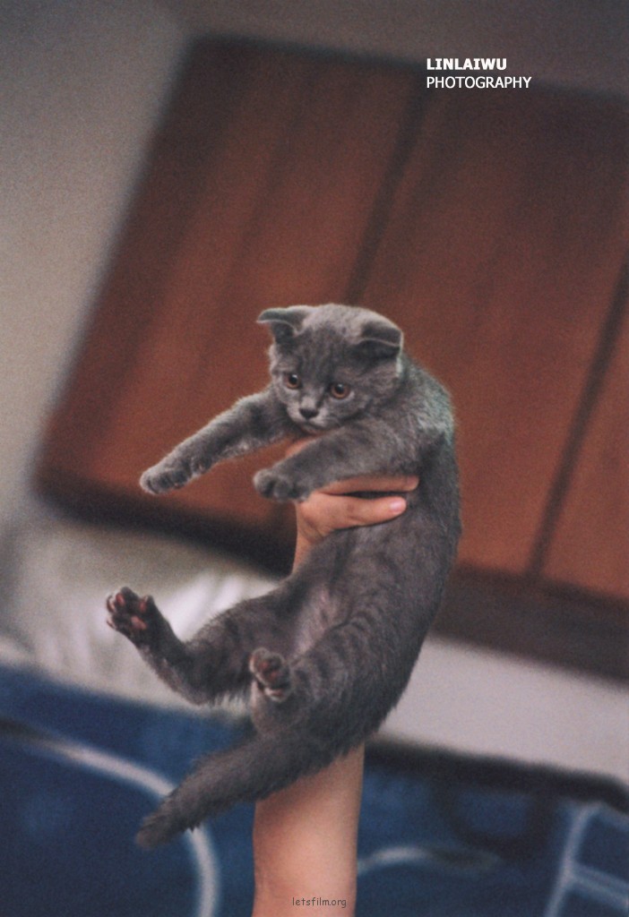 猫狗乌托邦