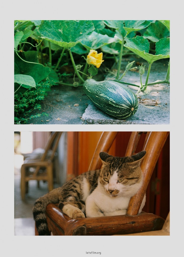 懒得像瓜一样的猫