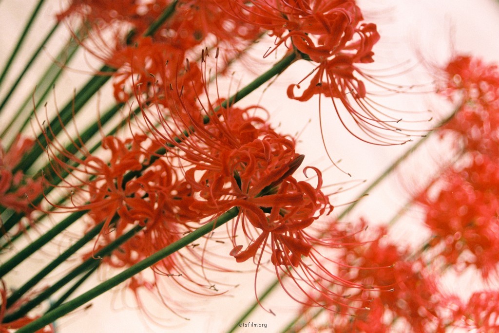 曼珠沙华