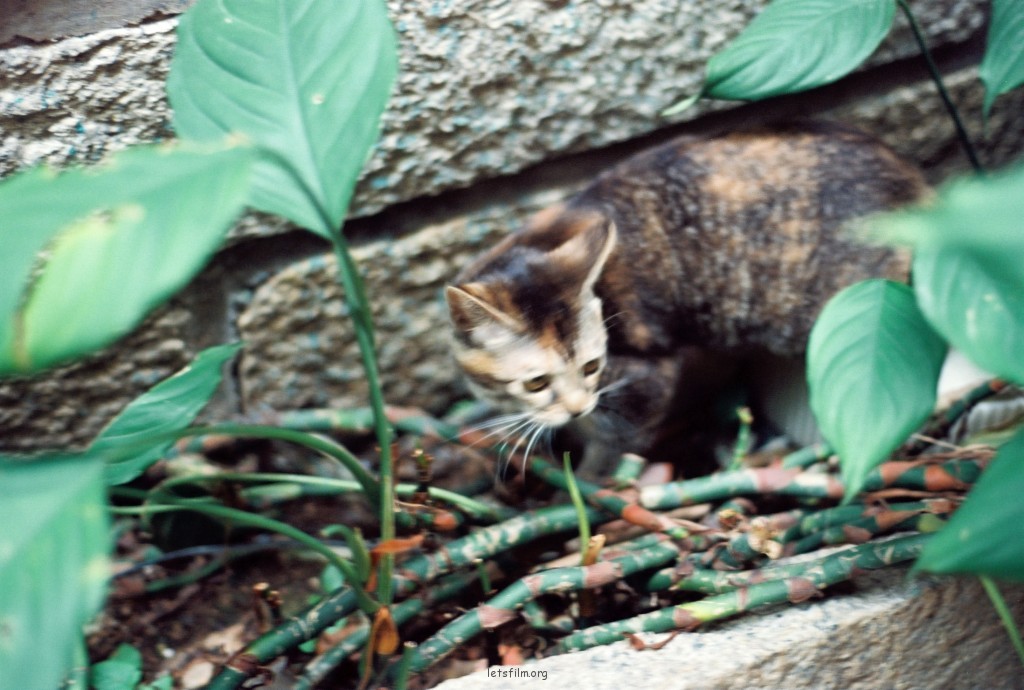 猫