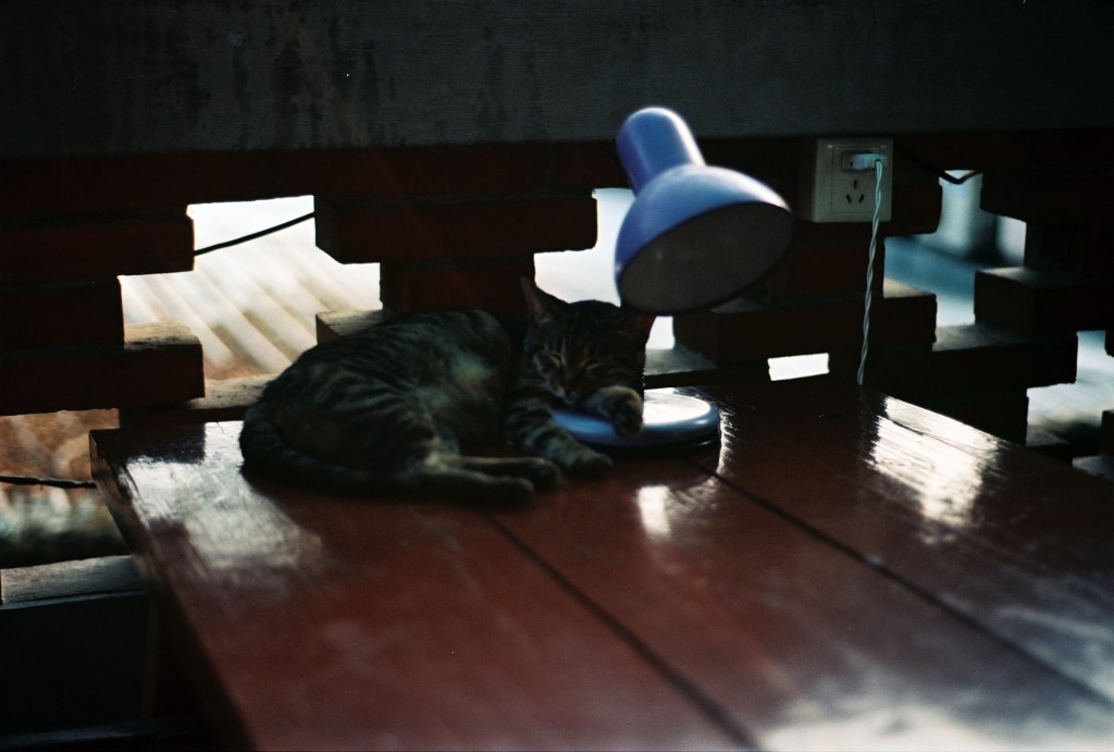 猫