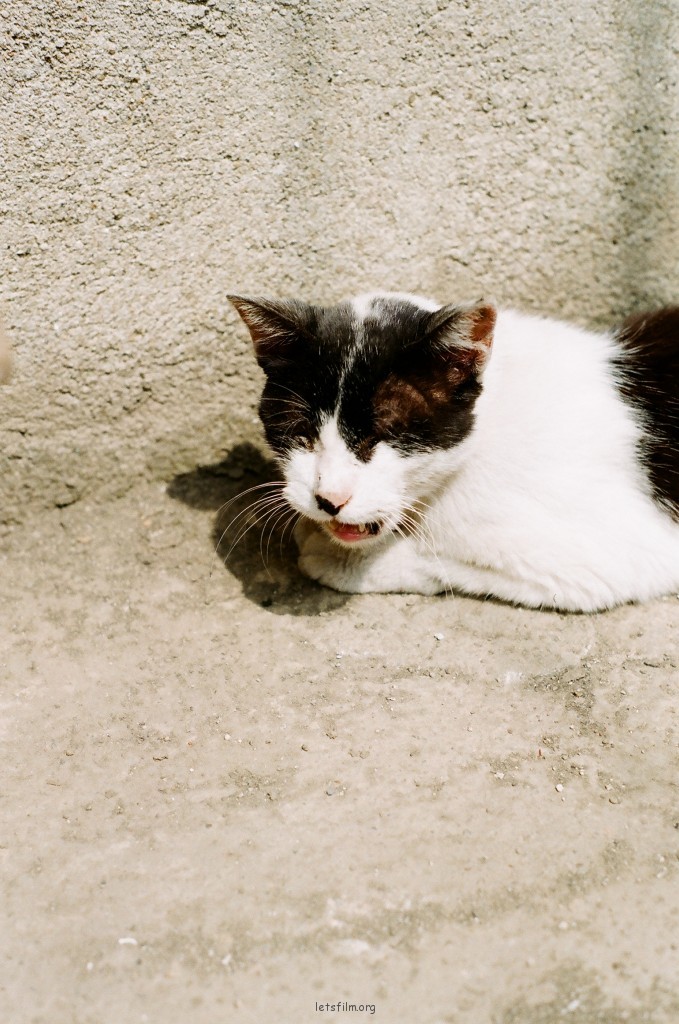 梦见家乡之我的老猫（2）