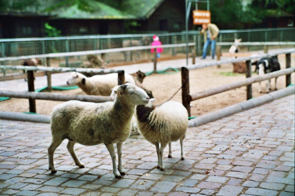 動物園的孩子們