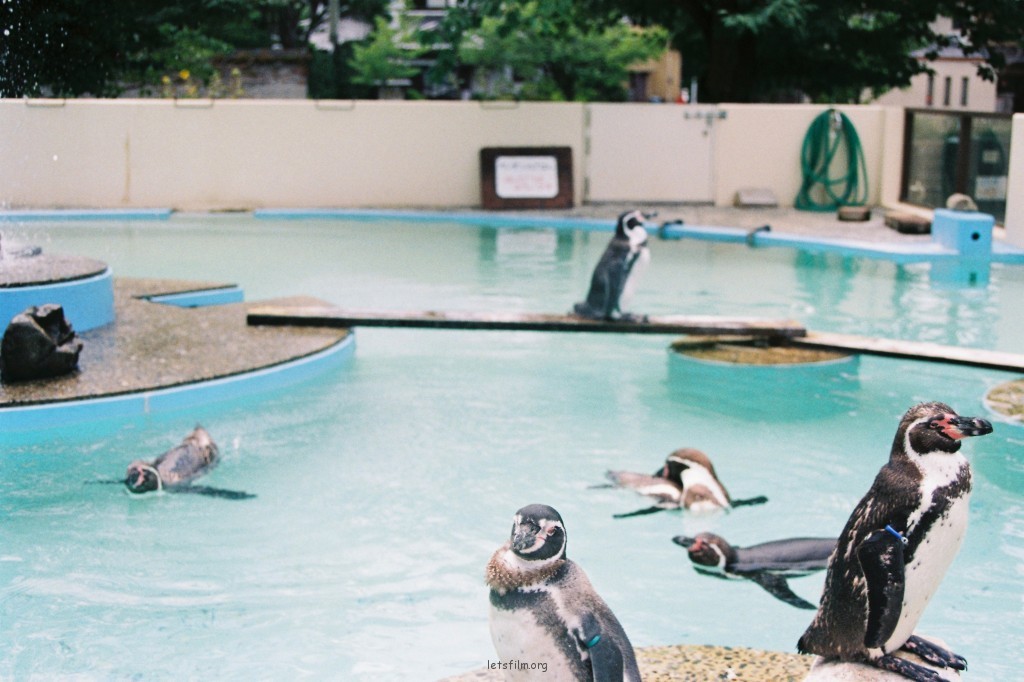 動物園的孩子們