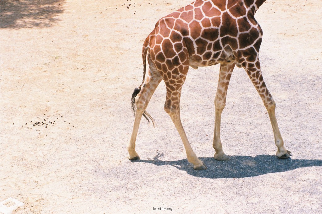 動物園的孩子們