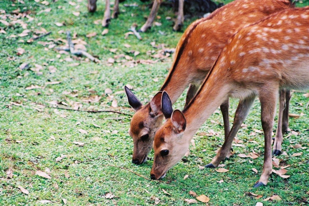 動物園的孩子們
