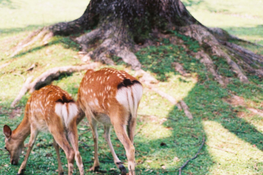動物園的孩子們