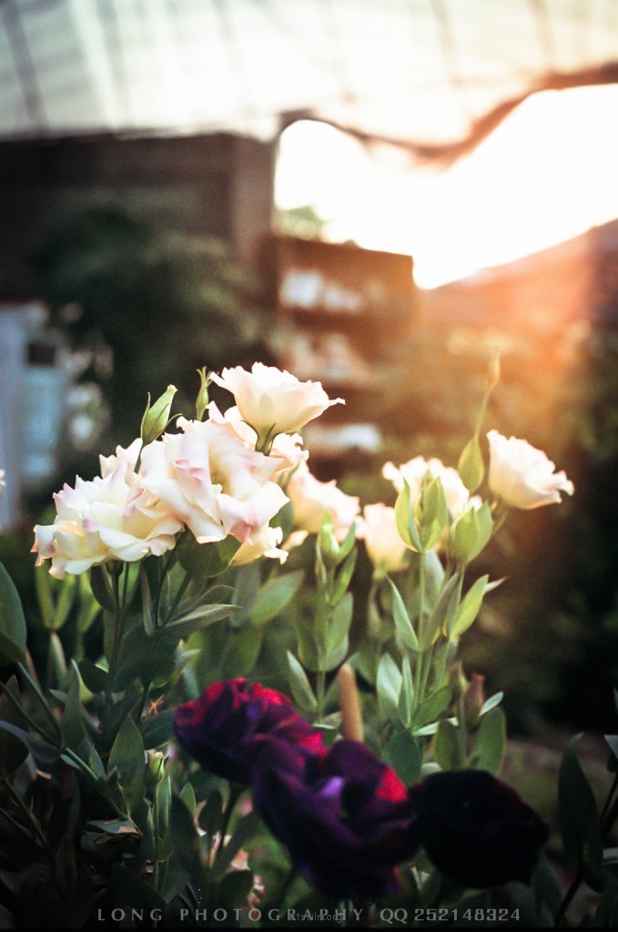 FUJI SUPERIA 200 11