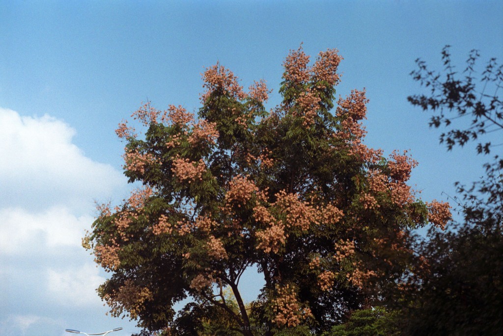 KODAK 200 11