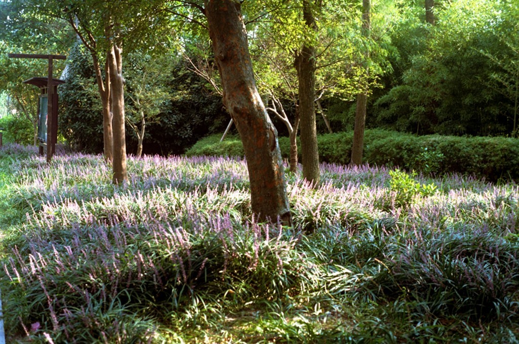 KODAK 200 6