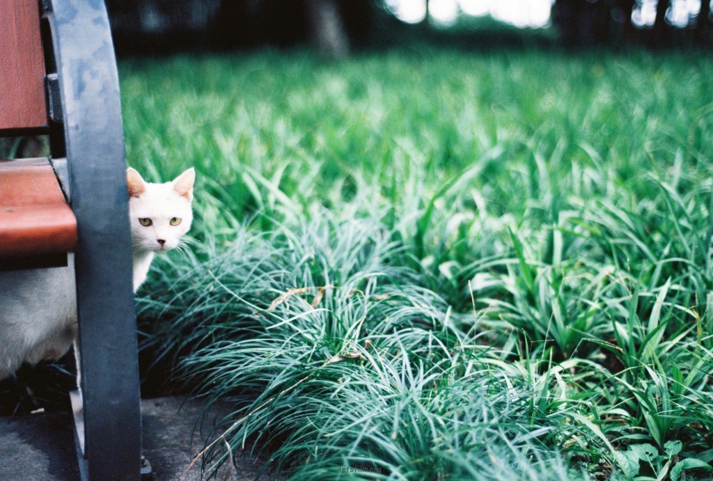 西湖边的猫