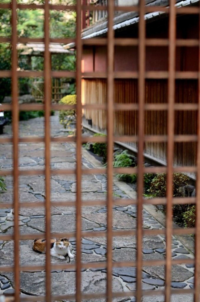 175d2837cd_kyotocat15